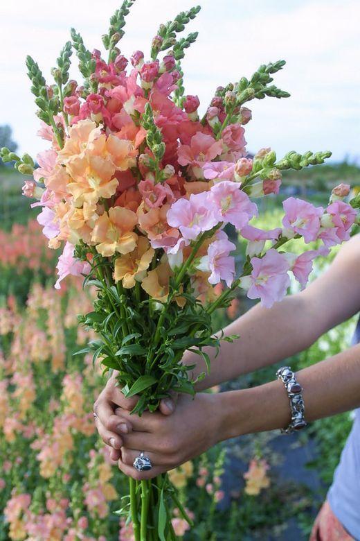 Sun-kissed Elegance: Morning Dew Delight