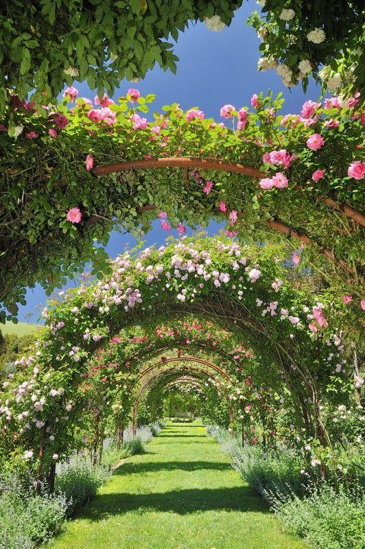 Enchanted Blooms: Whiff of Magic